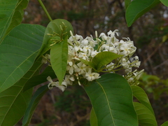 Holarrhena pubescens