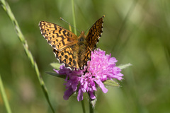 Boloria titania
