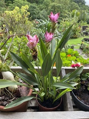 Curcuma