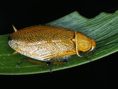Ellipsidion humerale