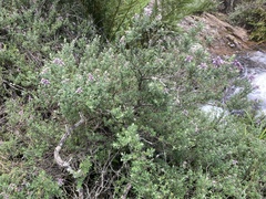 Syncolostemon teucriifolius