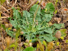 Crepis bursifolia