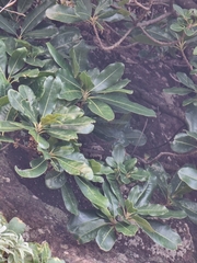 Sideroxylon mirmulans