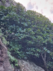 Sideroxylon mirmulans