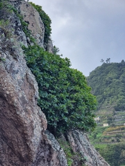 Sideroxylon mirmulans