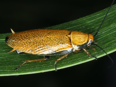 Ellipsidion humerale