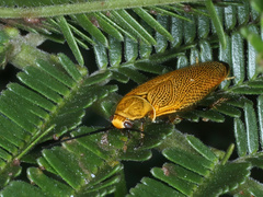 Ellipsidion humerale