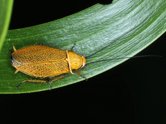 Ellipsidion humerale