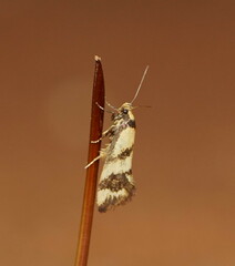 Olbonoma triptycha
