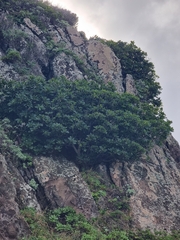 Sideroxylon mirmulans