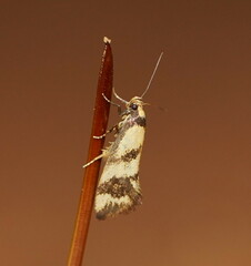 Olbonoma triptycha