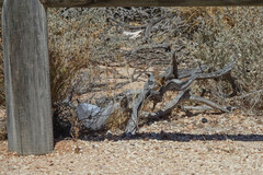 Calamanthus campestris