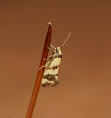 Olbonoma triptycha
