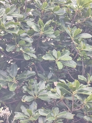 Sideroxylon mirmulans