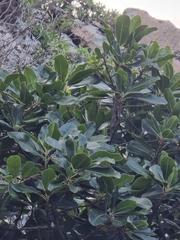 Sideroxylon mirmulans