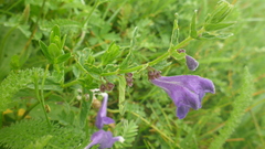 Scutellaria scordifolia