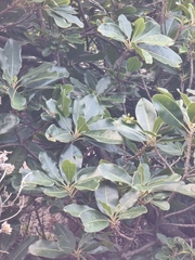 Sideroxylon mirmulans