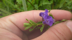 Scutellaria scordifolia