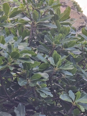 Sideroxylon mirmulans