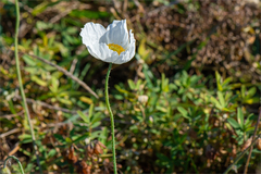 Papaver sokolovskajae