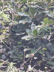 Sideroxylon mirmulans