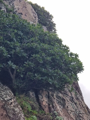 Sideroxylon mirmulans