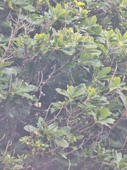 Sideroxylon mirmulans