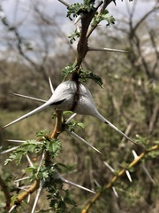 Vachellia drepanolobium