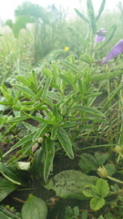 Scutellaria scordifolia