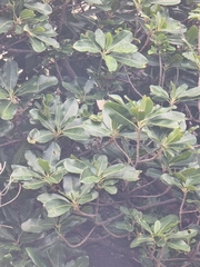 Sideroxylon mirmulans