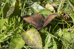 Erebia epiphron