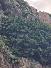 Sideroxylon mirmulans