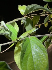 Bronchocela cristatella