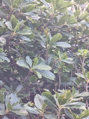 Sideroxylon mirmulans