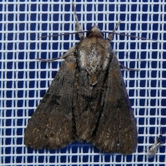 Acronicta alni
