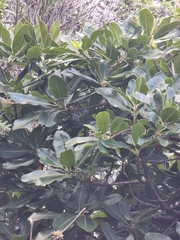 Sideroxylon mirmulans