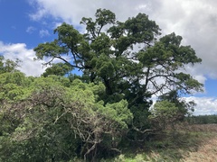 Afrocarpus falcatus