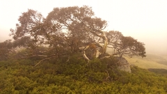 Eucalyptus pauciflora niphophila