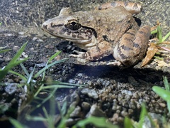 Limnonectes blythii