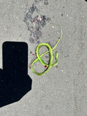 Philothamnus hoplogaster