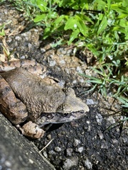 Limnonectes blythii