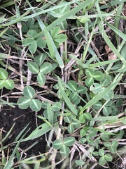 Trifolium burchellianum