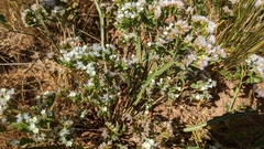 Limonium lobatum