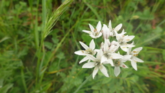 Allium ramosum