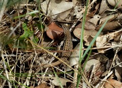 Psammodromus edwarsianus