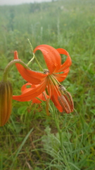 Lilium pumilum