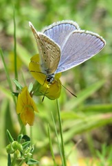 Polyommatus icarus
