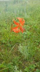 Lilium pumilum