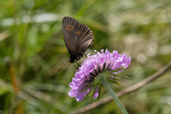 Erebia pharte