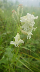 Silene amoena